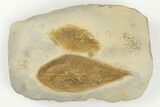 Two Detailed Fossil Leaves (Cyclocarya) - Montana - #203365-1